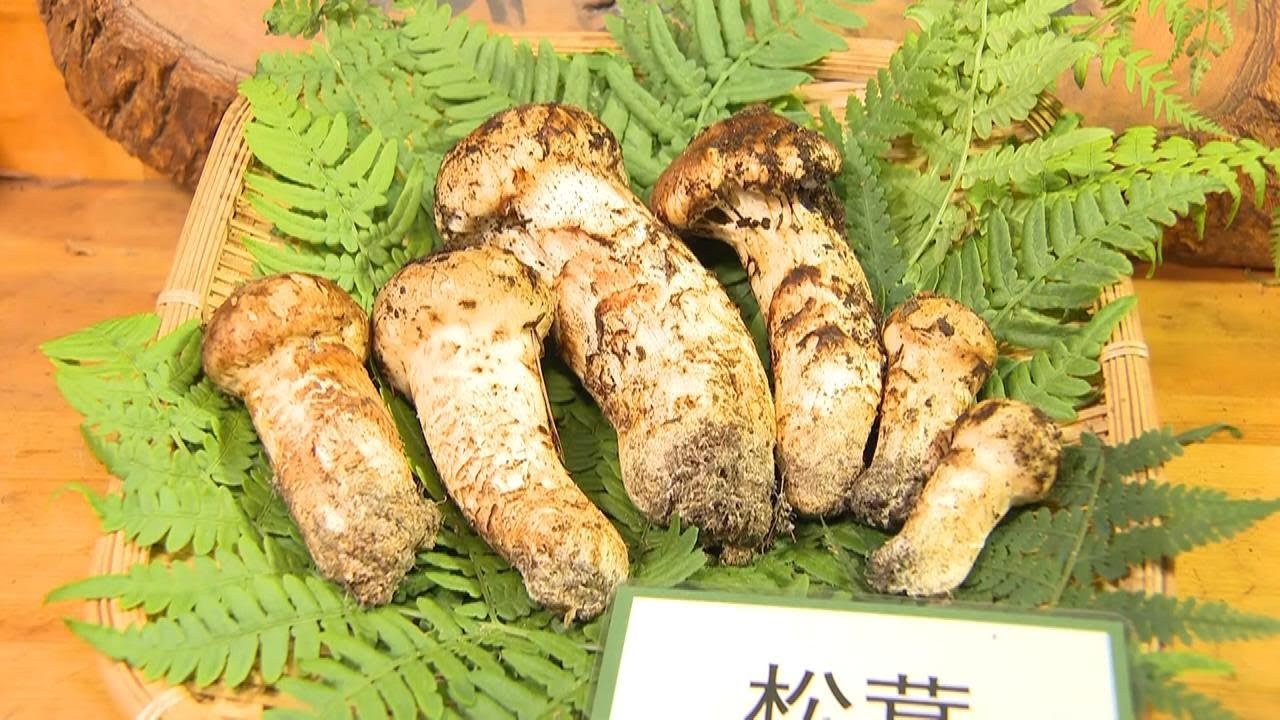 ９６万円で落札！秋の味覚「マツタケ」初競り　兵庫・丹波篠山市